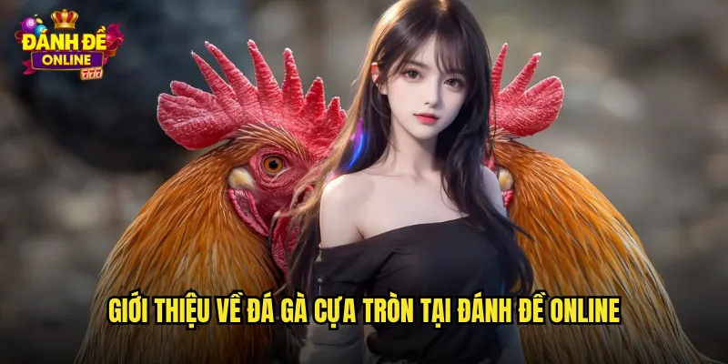 Đá Gà Cựa Tròn Đánh Đề Online Nơi Hội Tụ Cao Thủ Cá Cược 2 Giới thiệu về đá gà cựa tròn tại đánh đề online
